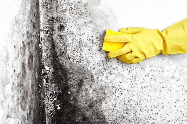 Best Office Mold Removal Services  in Lincoln Heights, OH