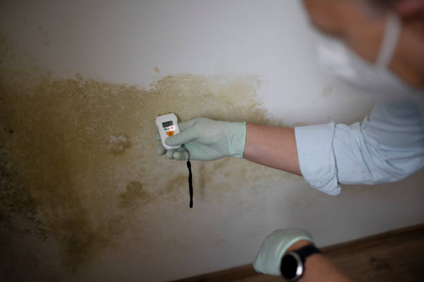 Best Commercial Mold Removal  in Lincoln Heights, OH
