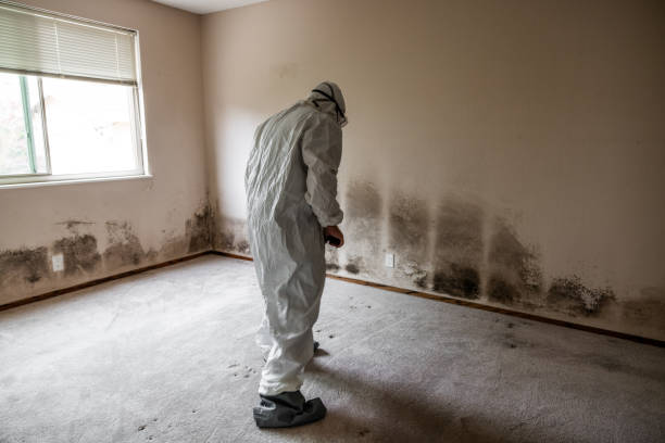 Reliable Lincoln Heights, OH Mold Removal Solutions